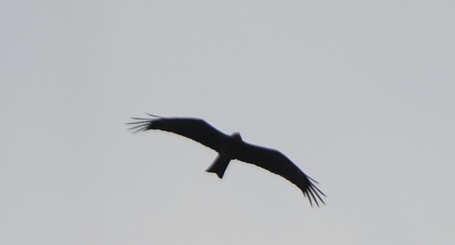 Black Kite - ML558567321