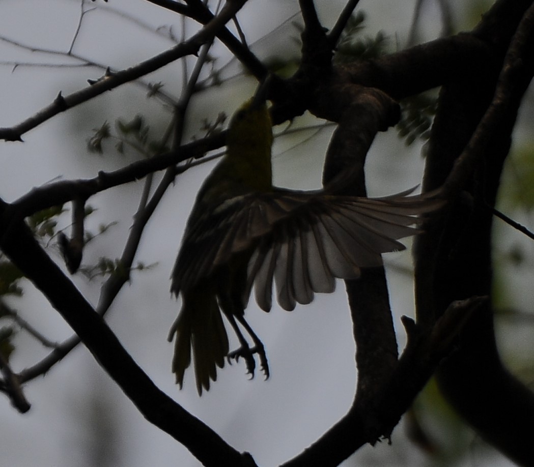 Common Iora - ML558567491