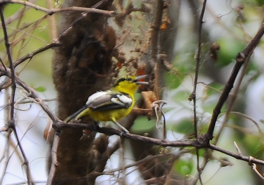 Common Iora - ML558567511
