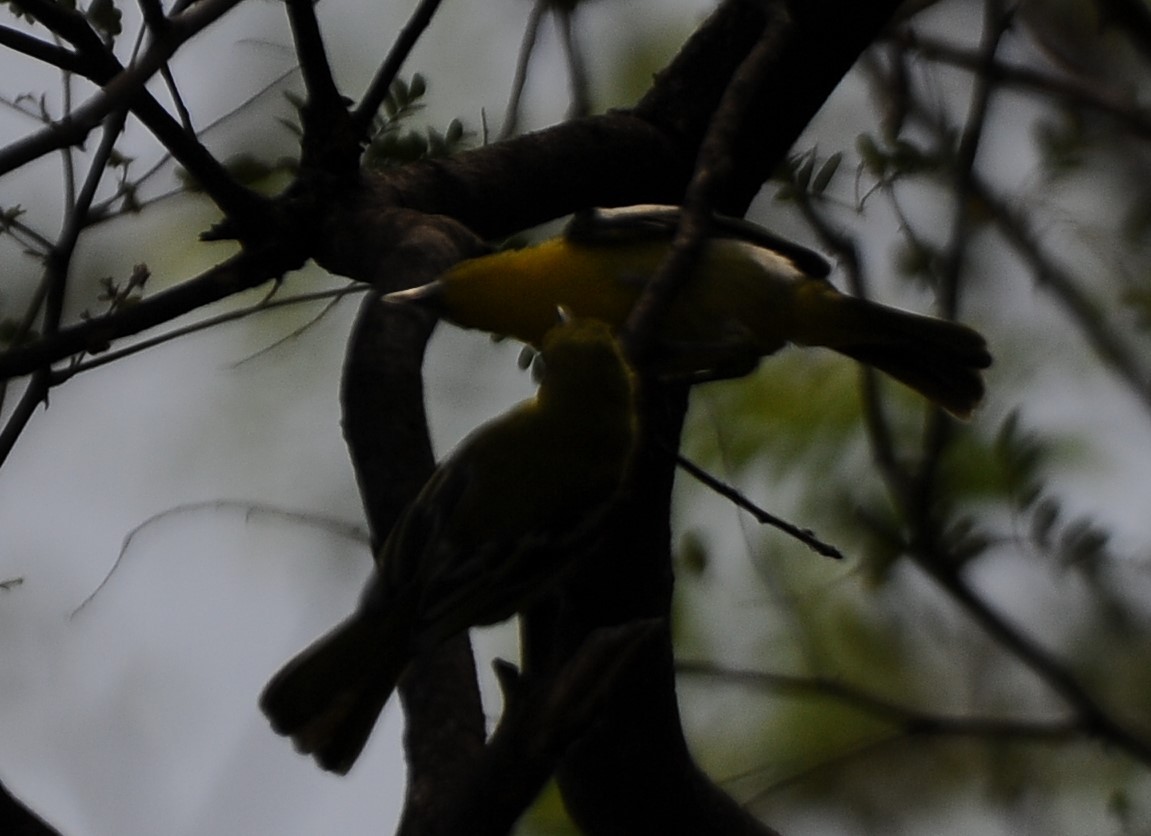 Common Iora - ML558567521