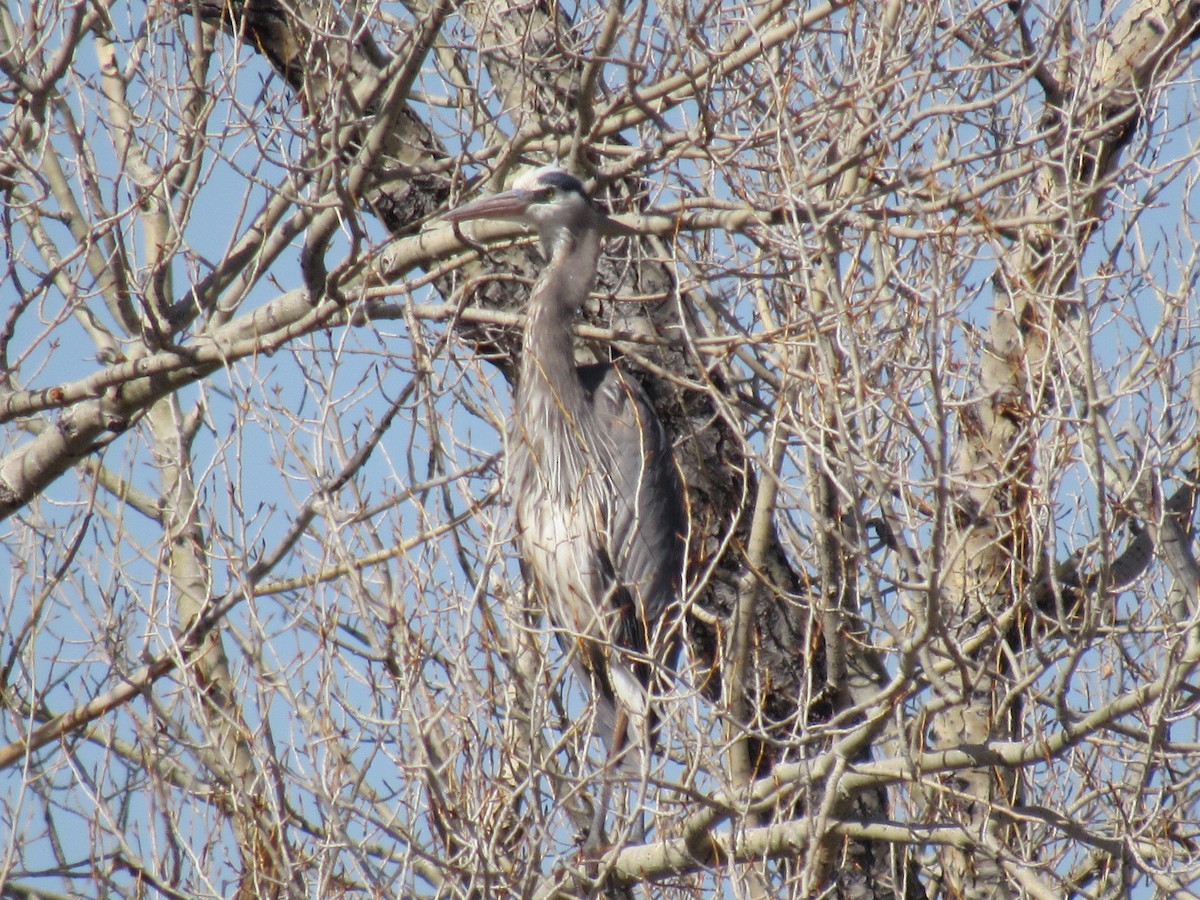 Garza Azulada - ML558568241