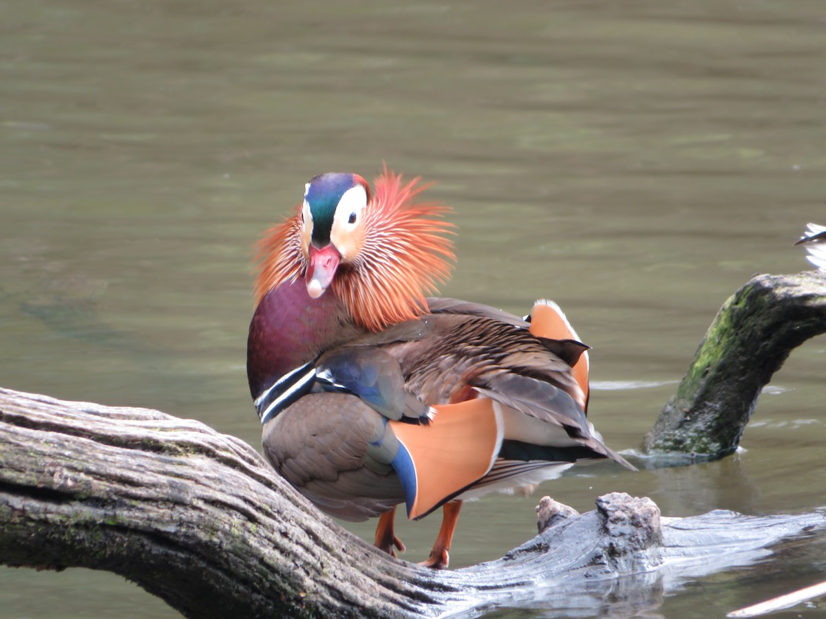 Mandarin Duck - ML558568521