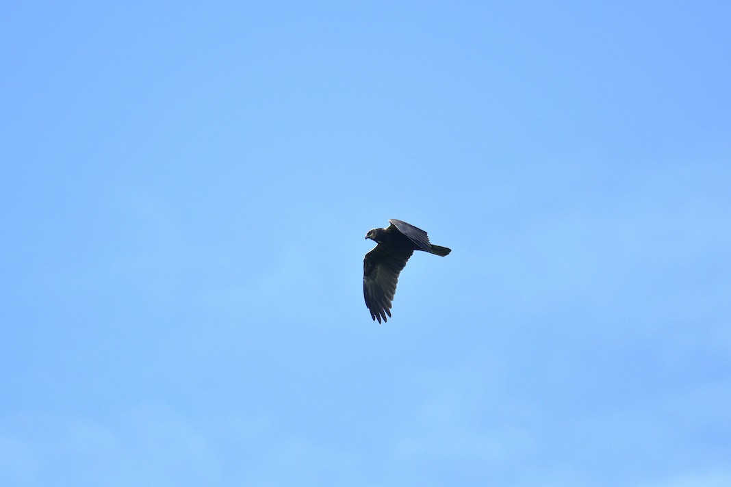 Western Marsh Harrier - ML558568541