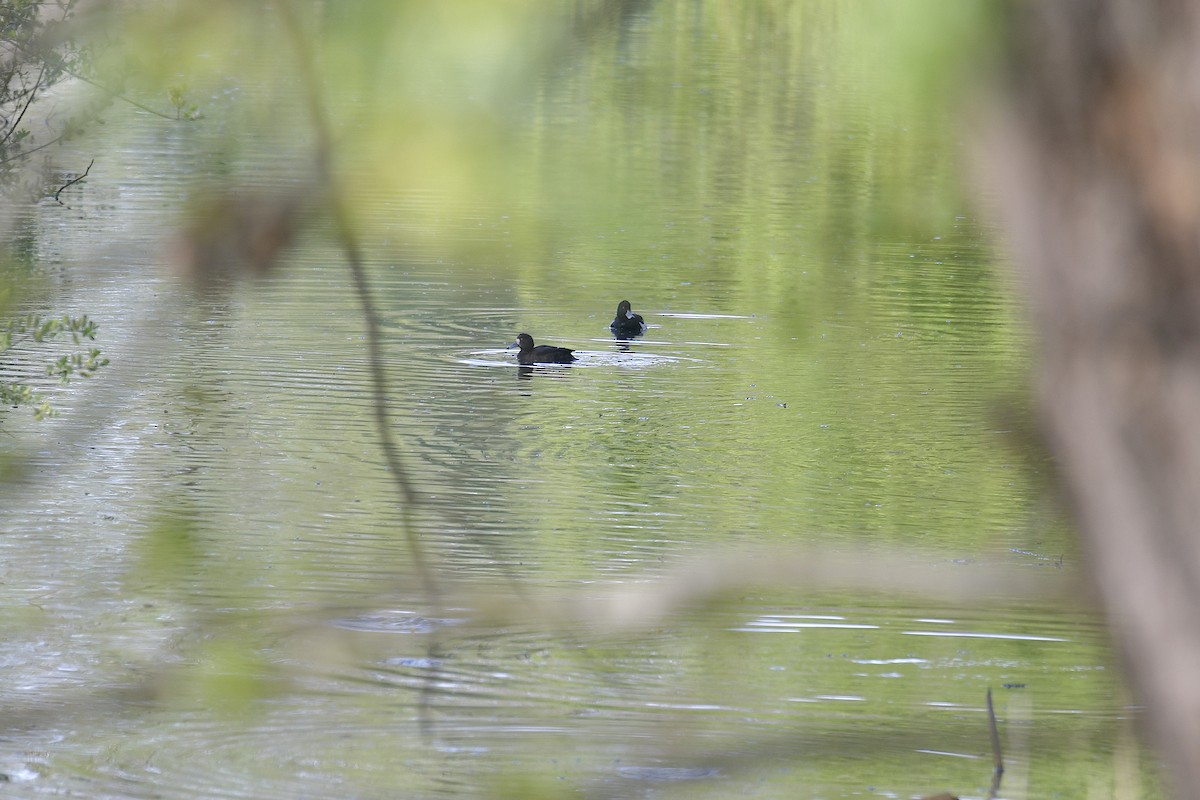 Tufted Duck - ML558568911