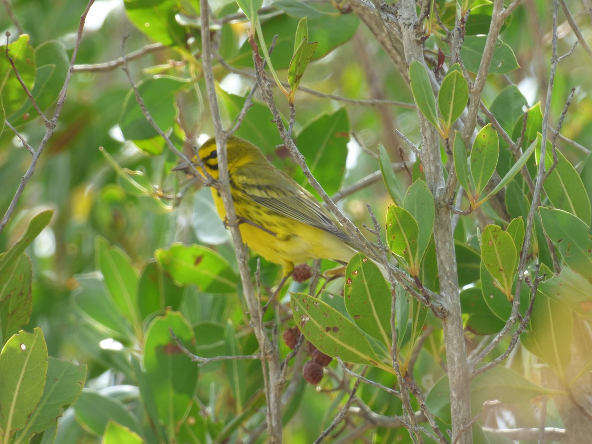 Prairie Warbler - ML55856961