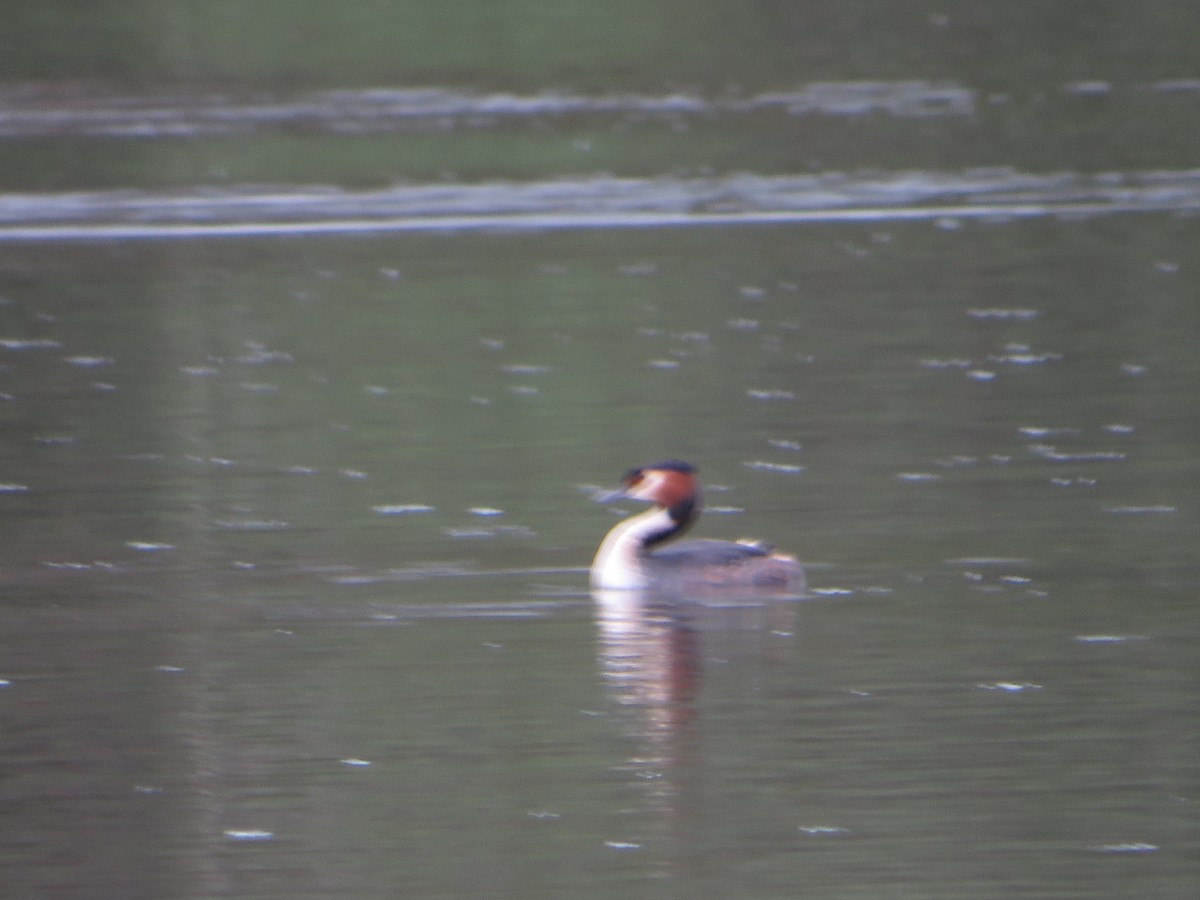 Great Crested Grebe - ML558569851