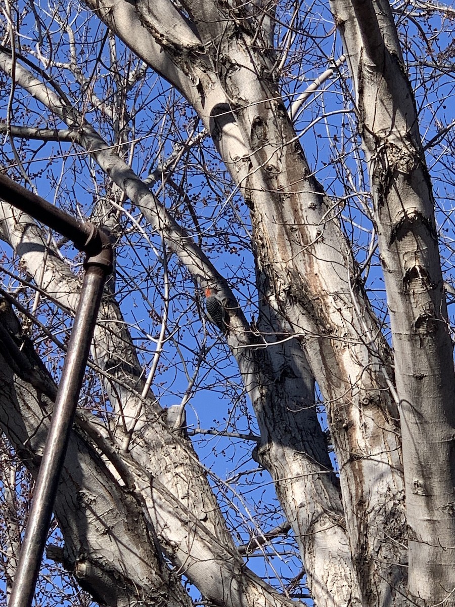 Red-bellied Woodpecker - Augusta Rattling Hawk