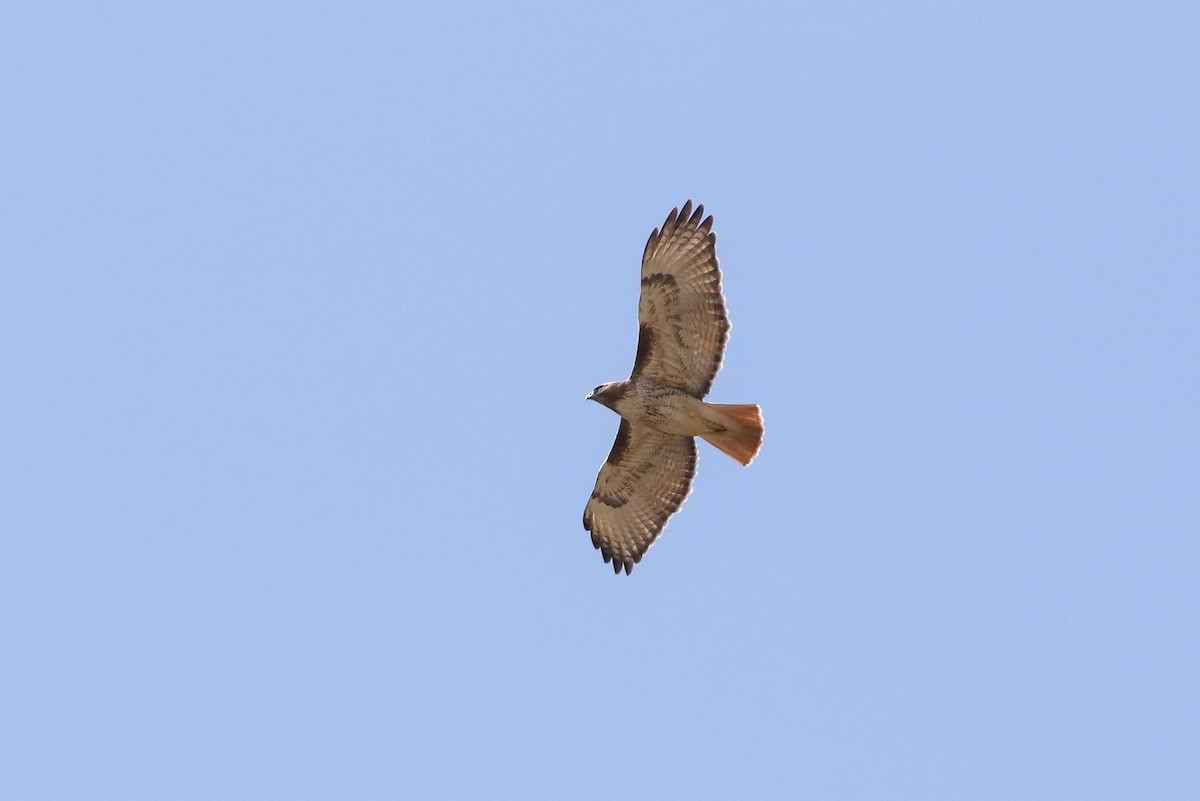 Red-tailed Hawk (calurus/alascensis) - ML55856991