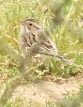 Clay-colored Sparrow - ML558570521