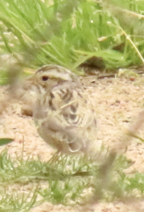 Clay-colored Sparrow - ML558570541