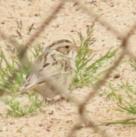 Clay-colored Sparrow - ML558570581
