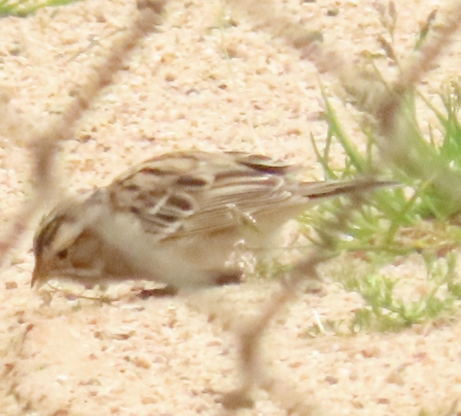 Clay-colored Sparrow - Nancy Salem