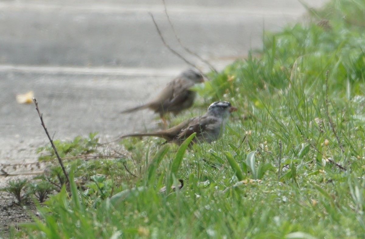 White-crowned Sparrow - Melody Ragle