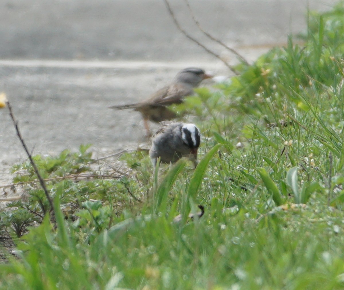 White-crowned Sparrow - ML558570881