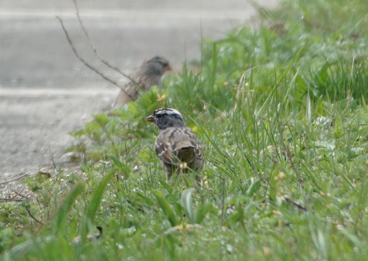 White-crowned Sparrow - ML558570891