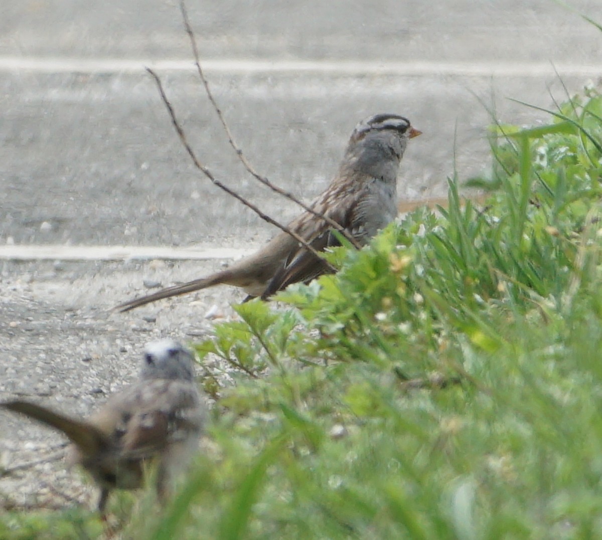 White-crowned Sparrow - Melody Ragle