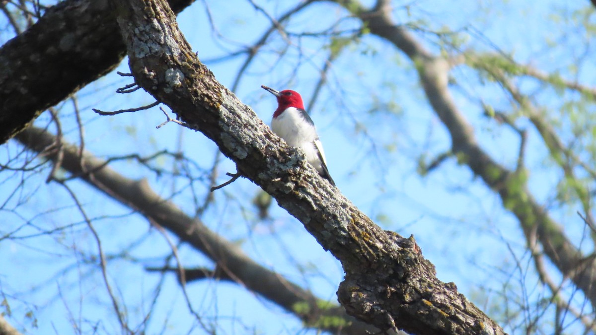 Red-headed Woodpecker - older rodriguez