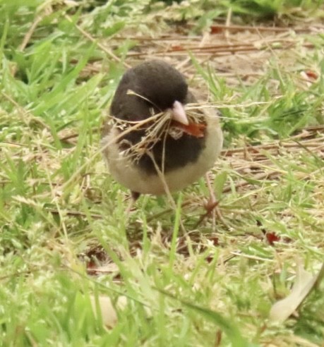 Dark-eyed Junco - ML558571121