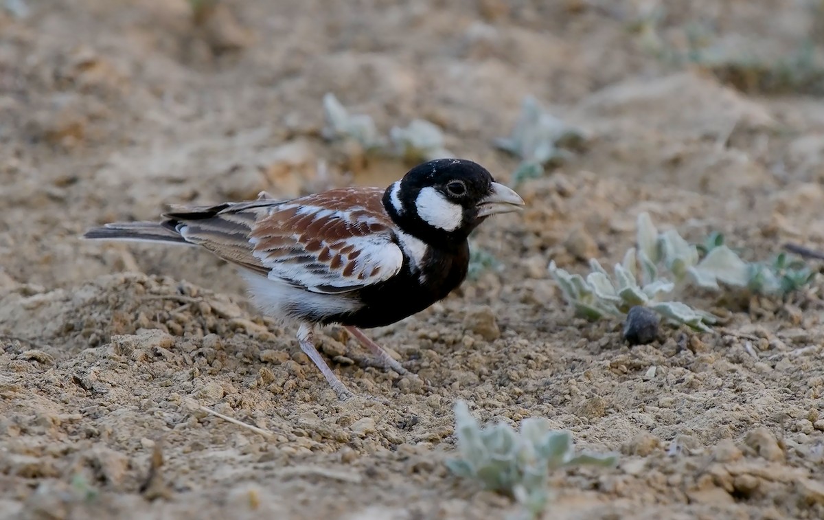 Chestnut-backed Sparrow-Lark - Josep del Hoyo