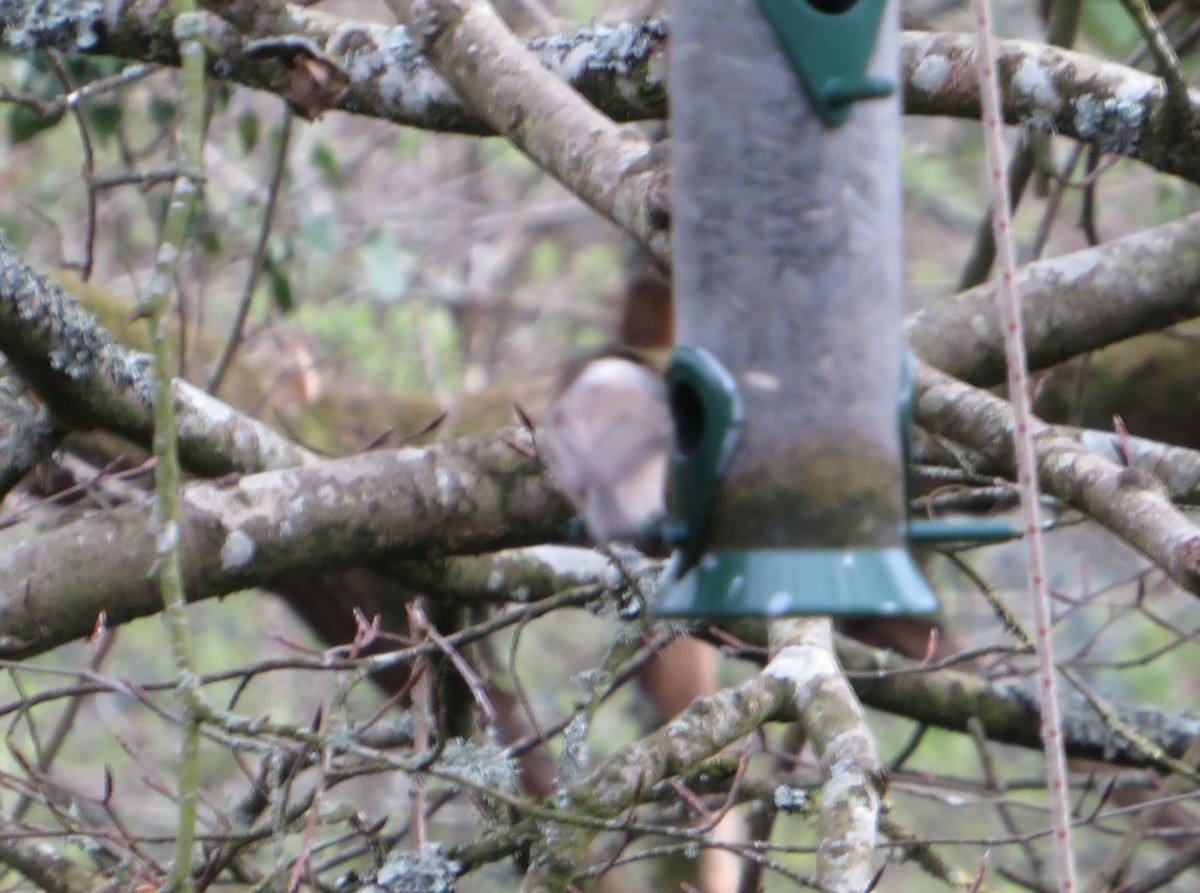 Marsh Tit - ML558571601