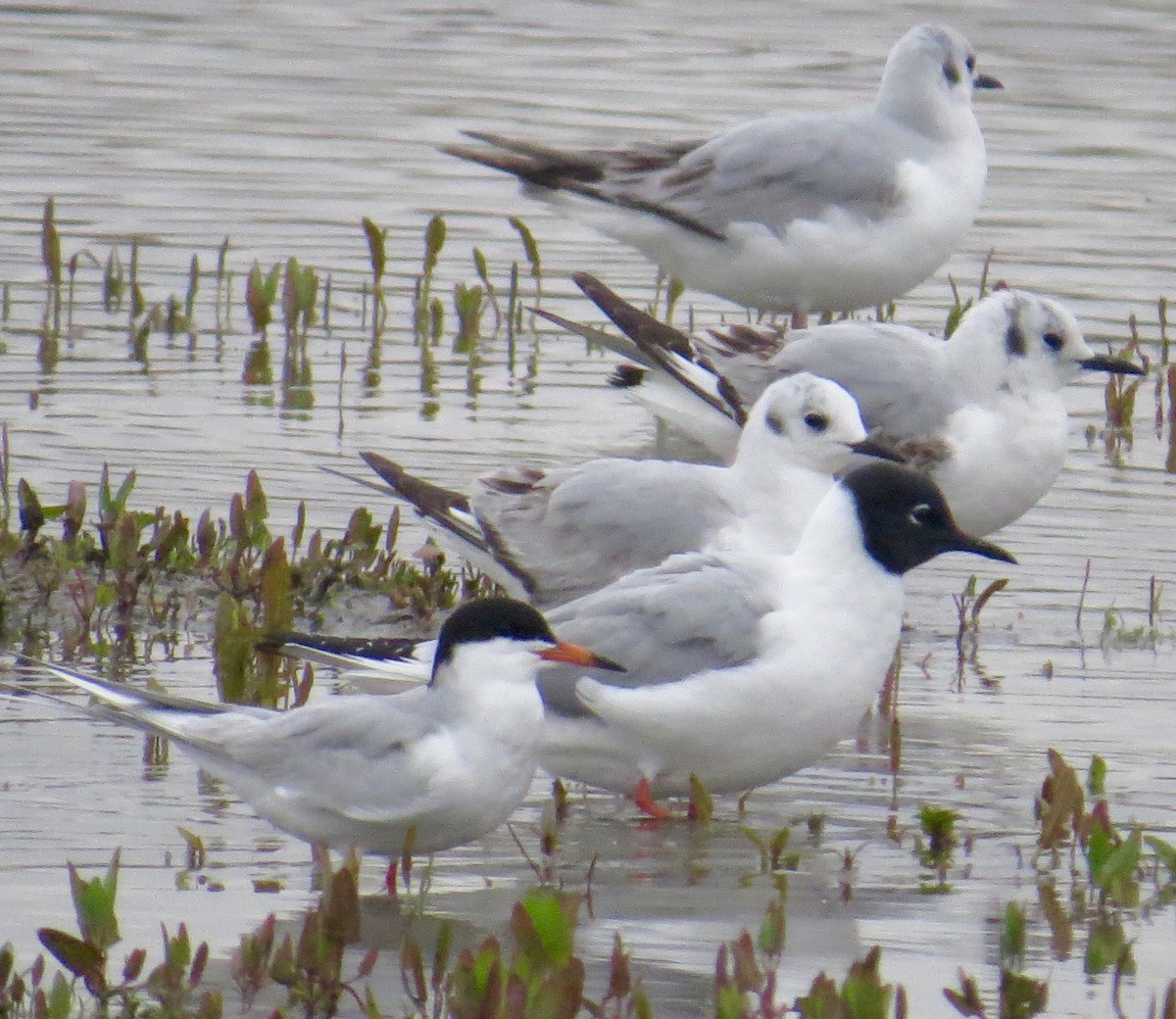 Bonaparte's Gull - ML55857291