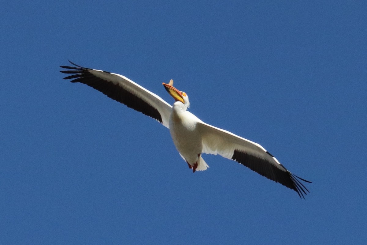 American White Pelican - ML558572951