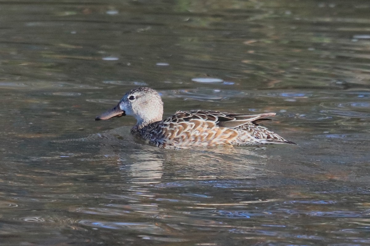 Blue-winged Teal - ML558573121