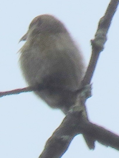 White-winged Crossbill - ML55857341