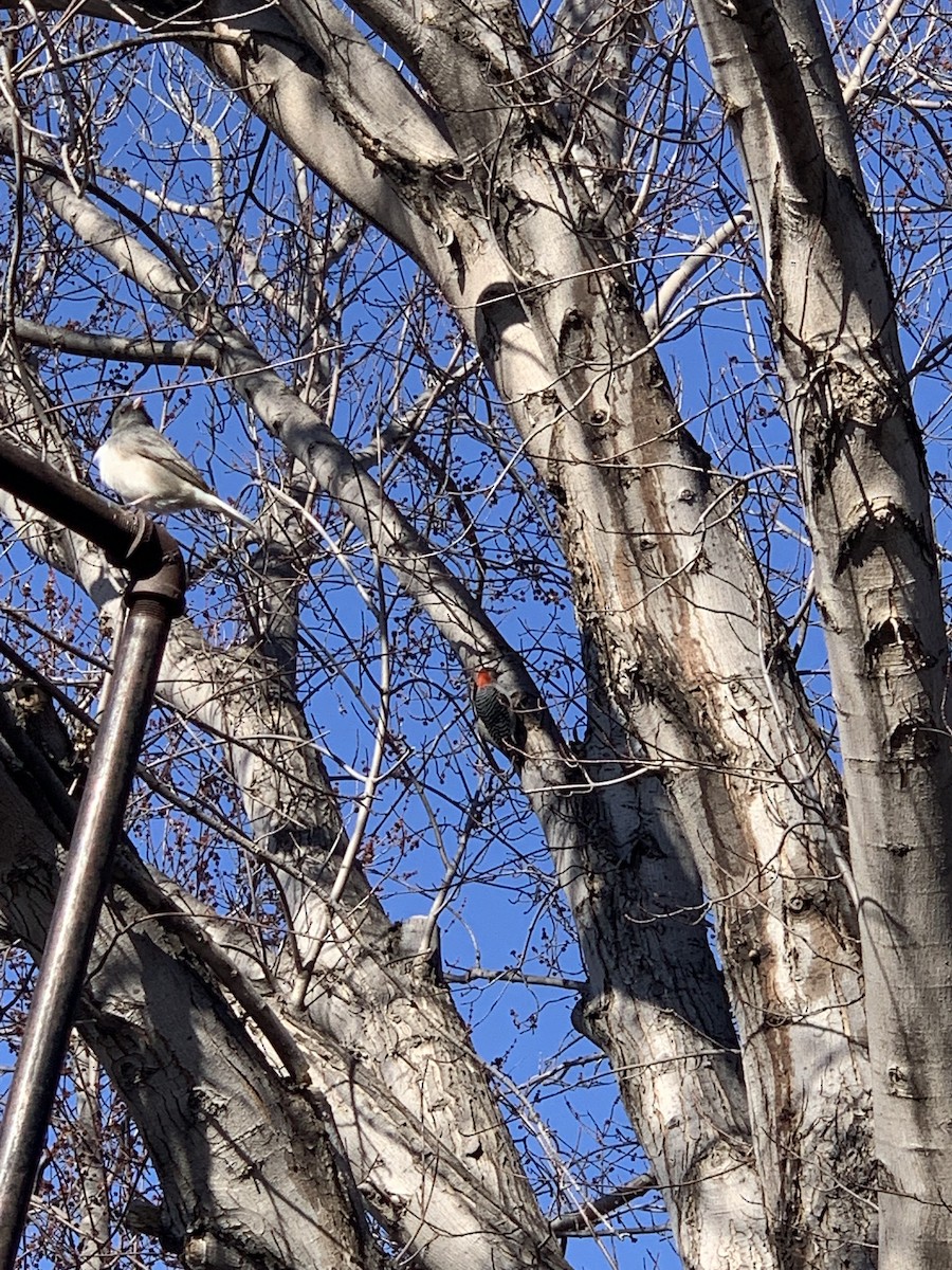 Red-bellied Woodpecker - Augusta Rattling Hawk