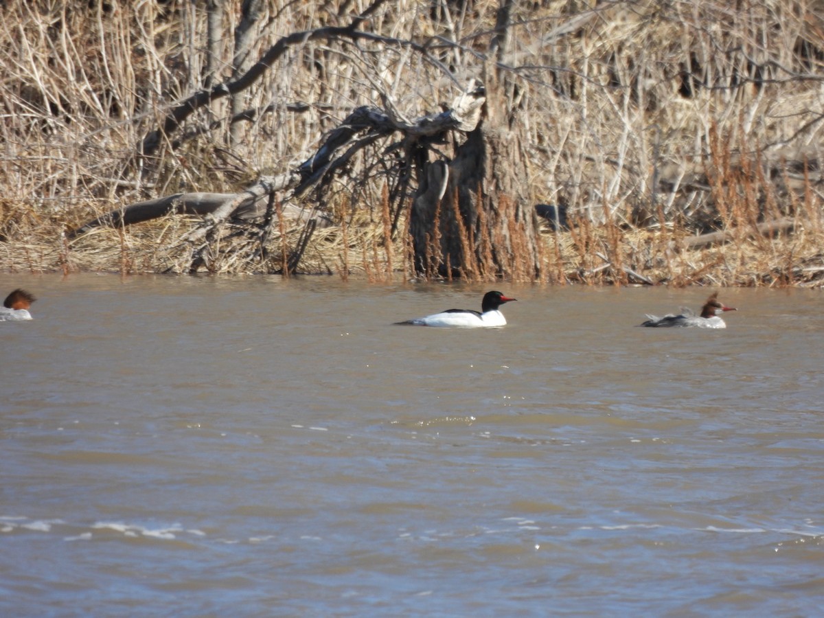 Common Merganser - ML558573991