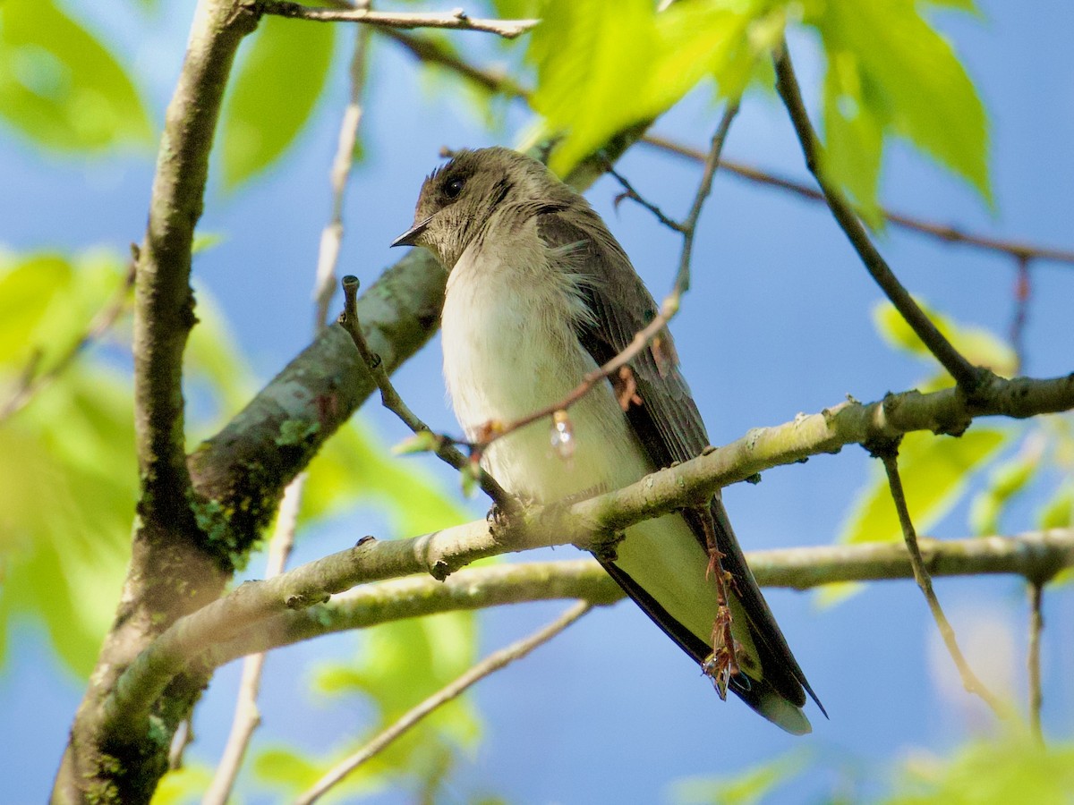 Northern Rough-winged Swallow - ML558574281