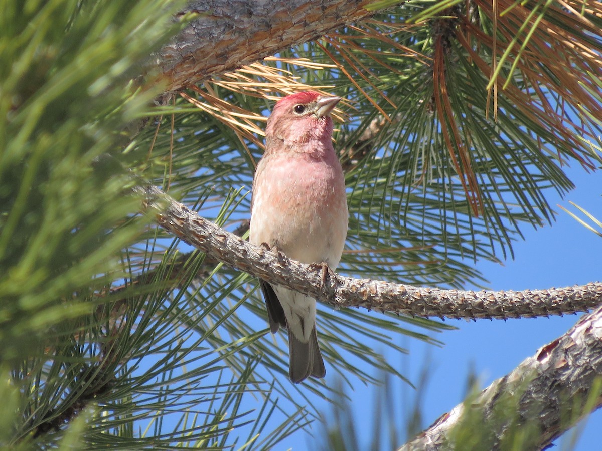 Cassin's Finch - ML558574301