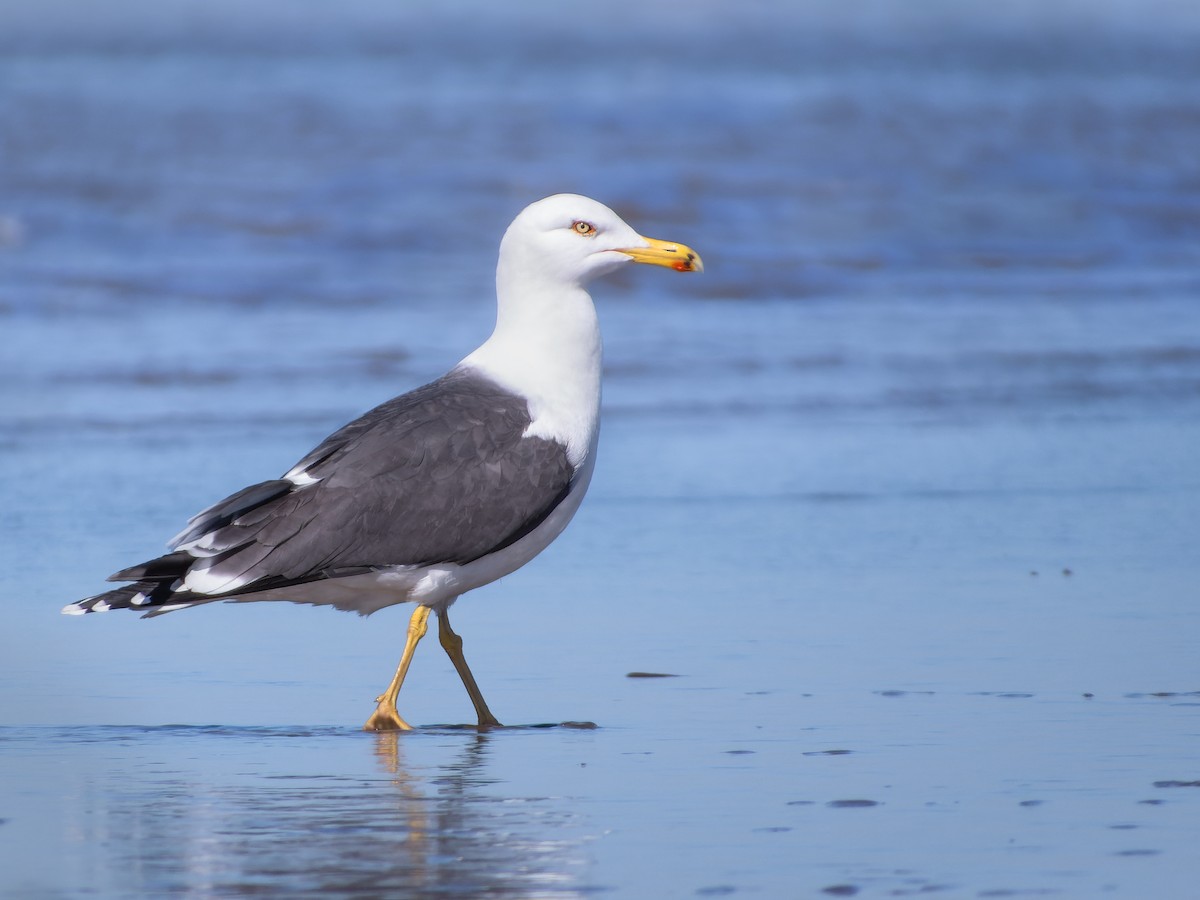 Lesser Black-backed Gull - ML558574851