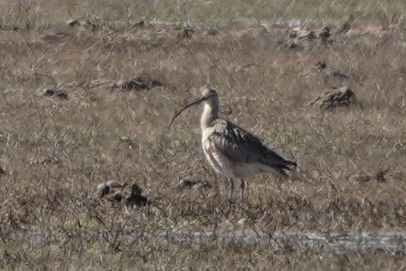 Long-billed Curlew - ML558575841