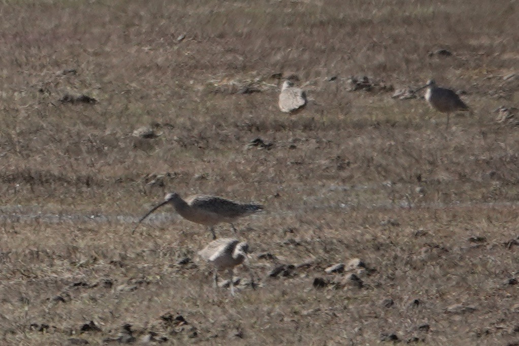Long-billed Curlew - ML558575971