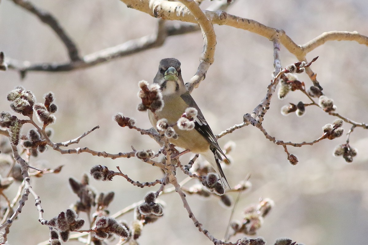 Evening Grosbeak - ML55857651