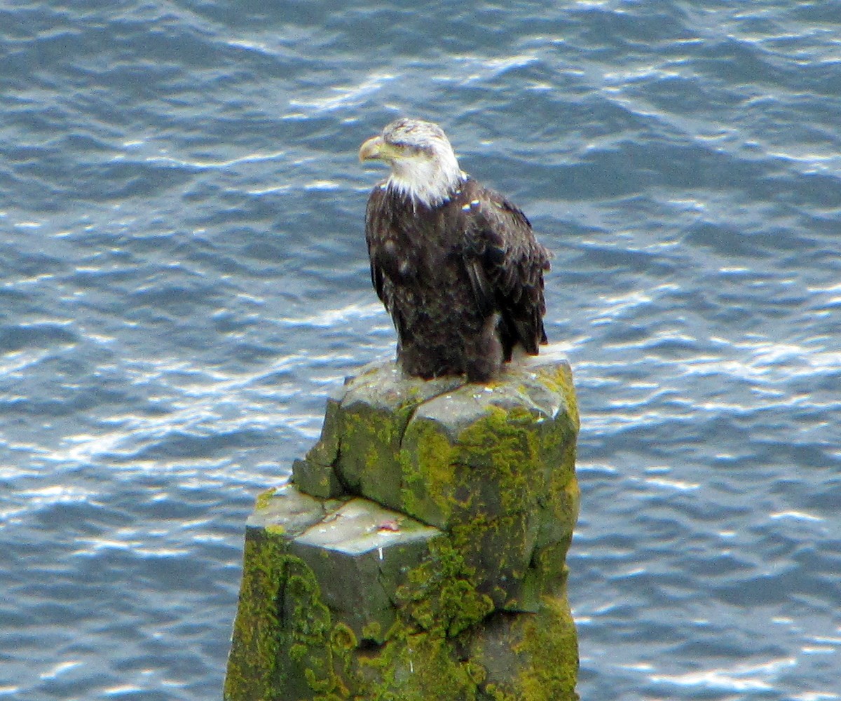 Bald Eagle - ML558576751