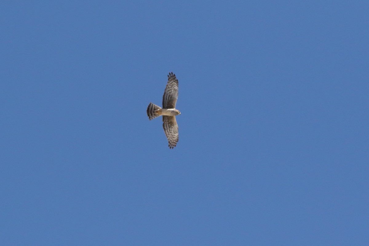 Northern Harrier - ML55857701