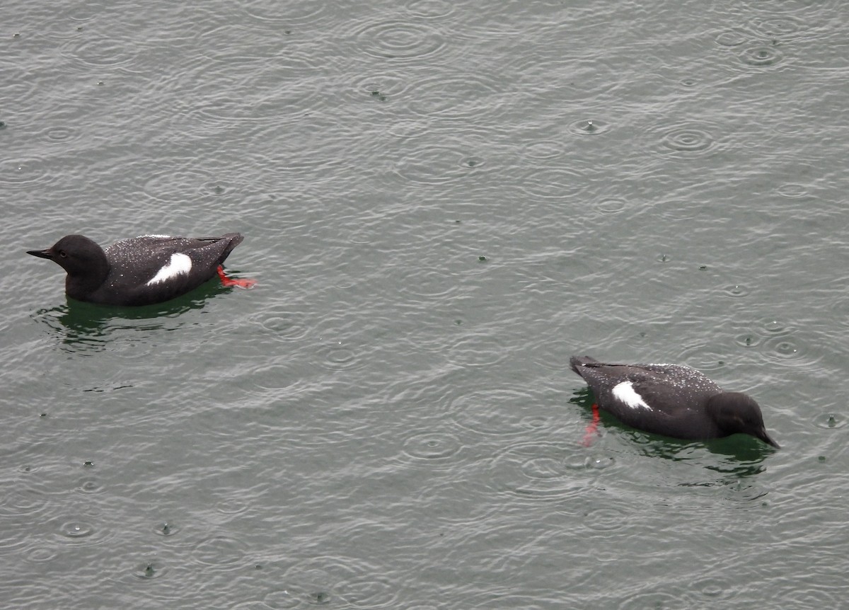 Pigeon Guillemot - ML558577251