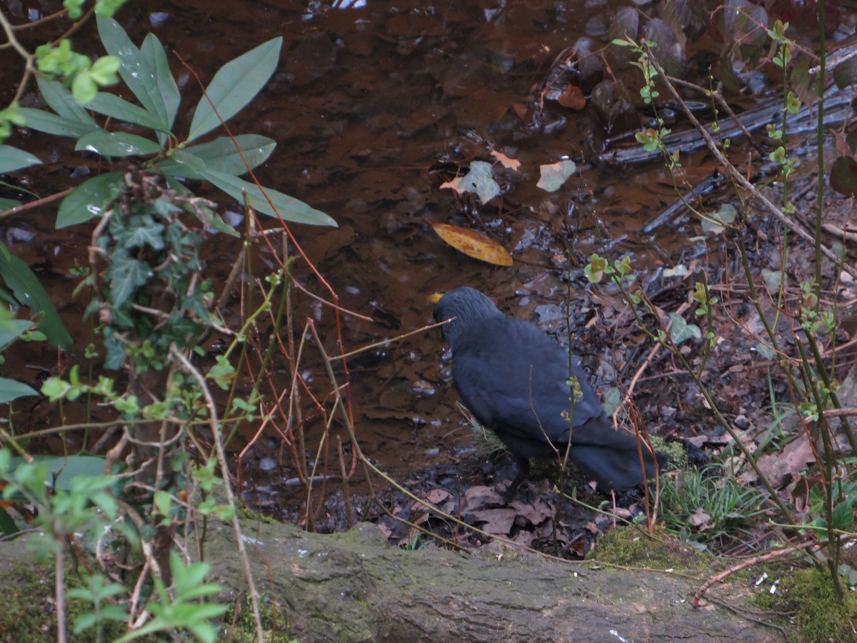 Eurasian Jackdaw - Rob Andrew