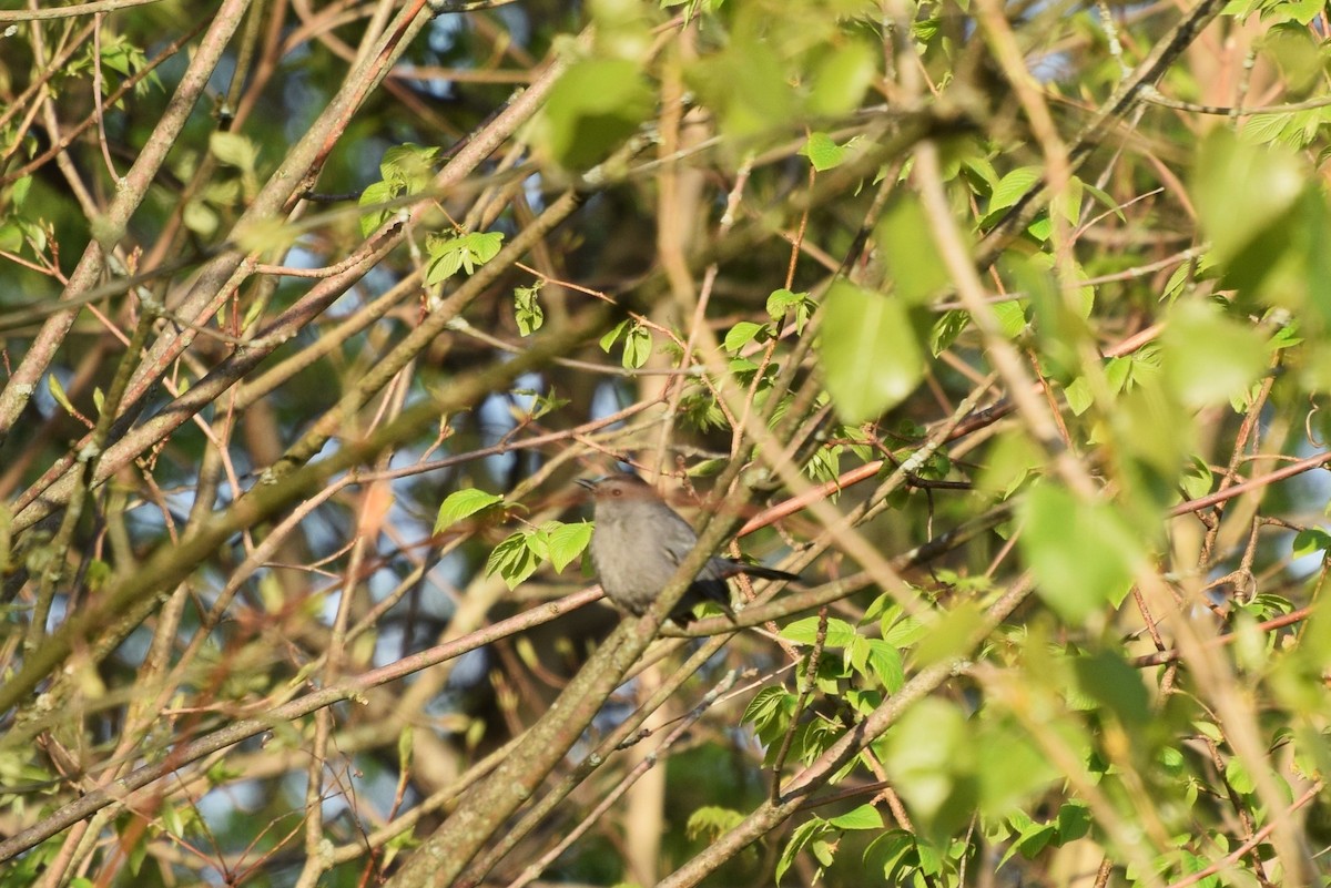 Gray Catbird - ML55857831