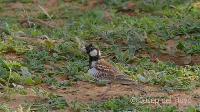 Chestnut-backed Sparrow-Lark - ML558579801