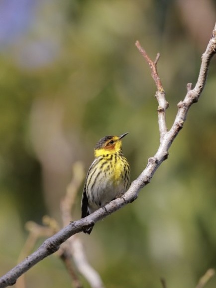 Cape May Warbler - ML558580181
