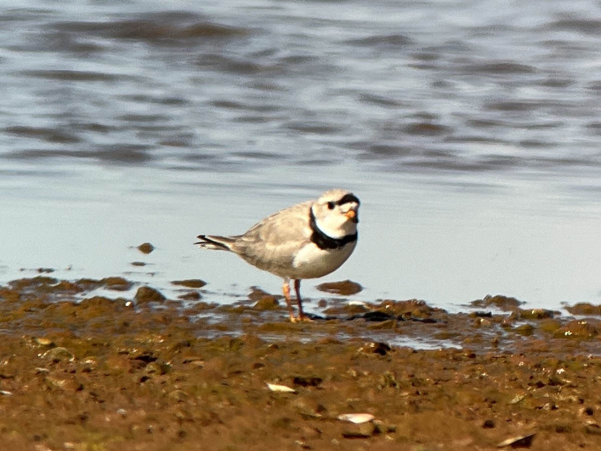 Piping Plover - Jacob Crissup