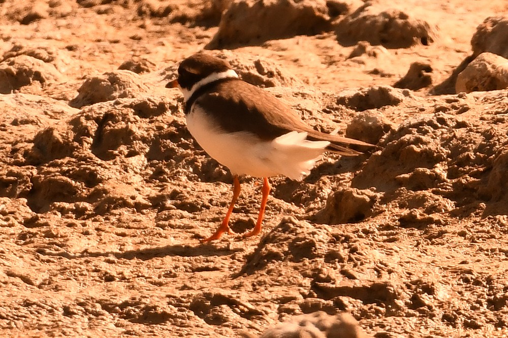 Common Ringed Plover - ML558580741