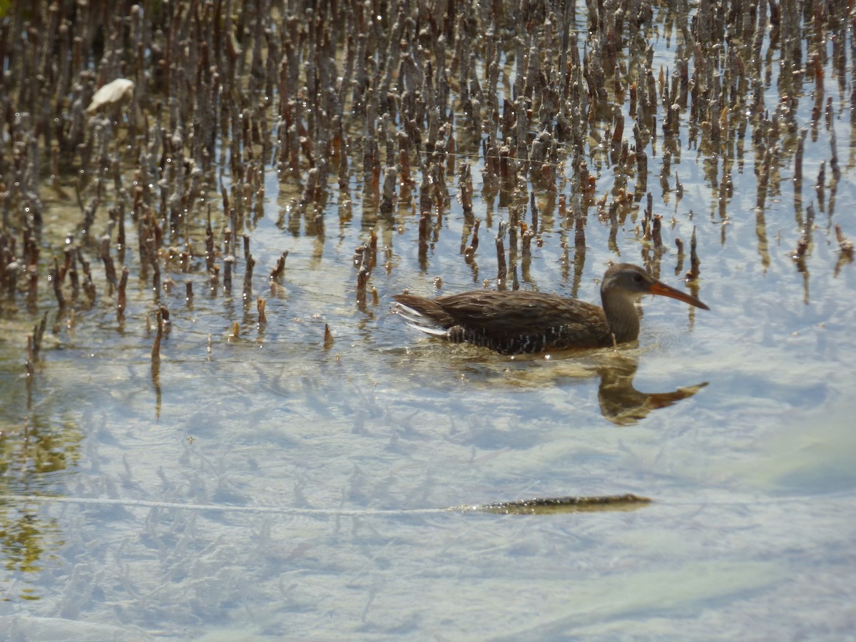 Clapper Rail - ML55858081