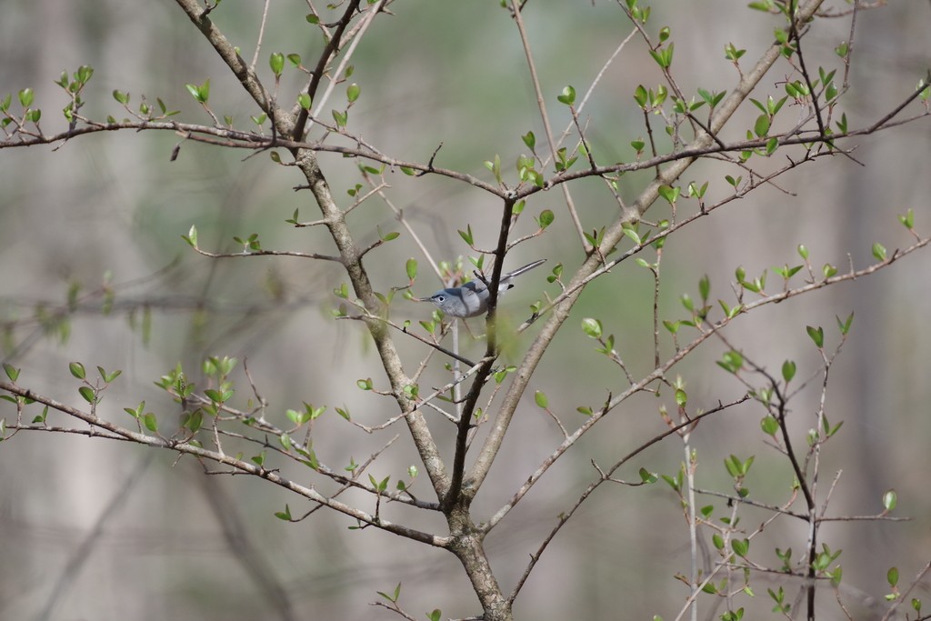 Blue-gray Gnatcatcher - ML558580851