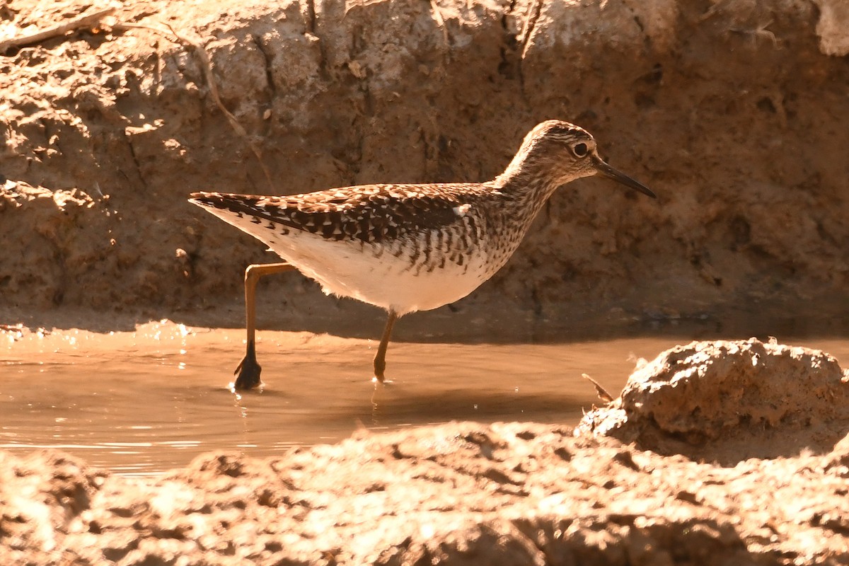 Wood Sandpiper - Juan José  Bazan Hiraldo