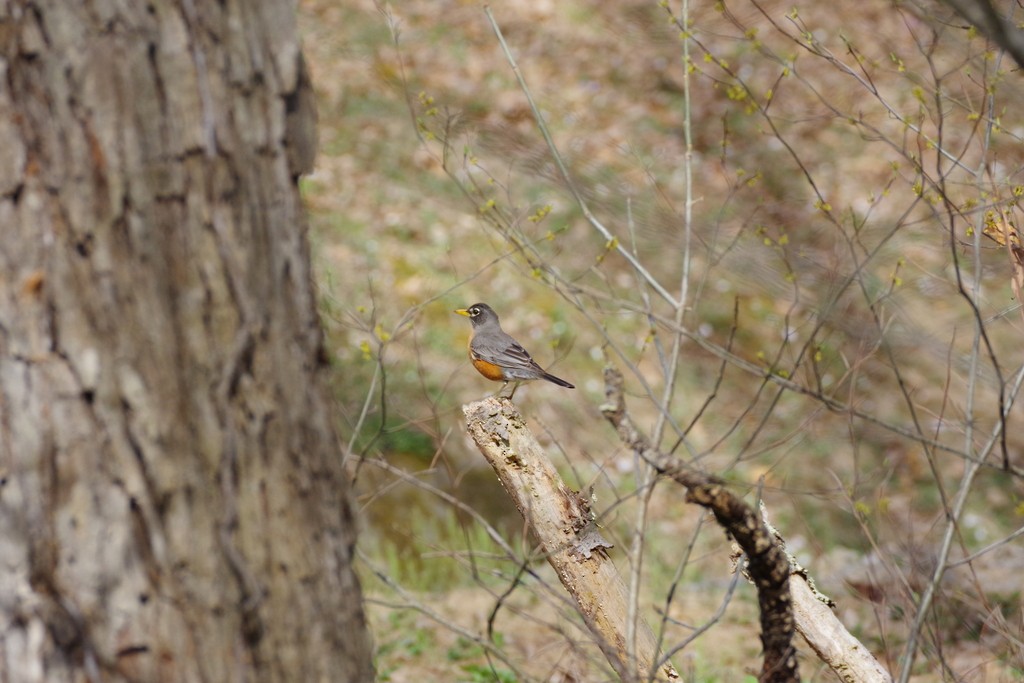 American Robin - ML558580881