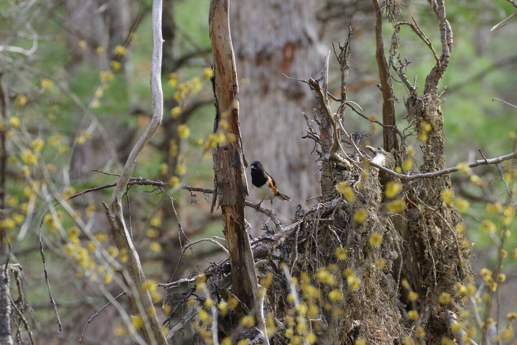 ワキアカトウヒチョウ（erythrophthalmus／canaster） - ML558580901